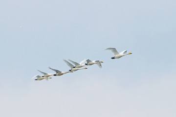 Flock of whooper swans cygnus cygnus with tundra swans in flight during spring migration. Large beautiful white waterbirds in wildlife.