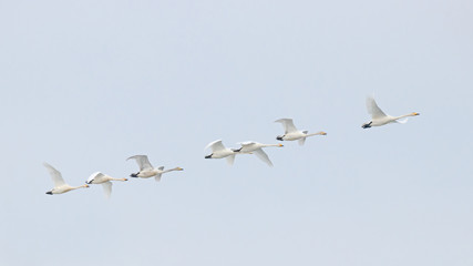 Flock of whooper swans cygnus cygnus with tundra swans in flight during spring migration. Large beautiful white waterbirds in wildlife.