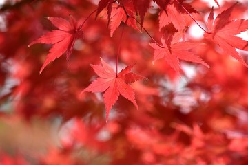 カエデの紅葉