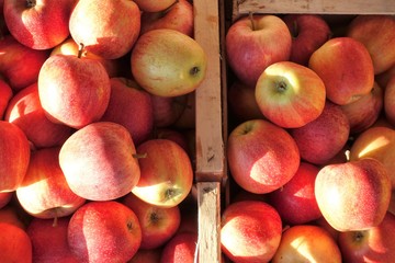close up of apples on display at the market