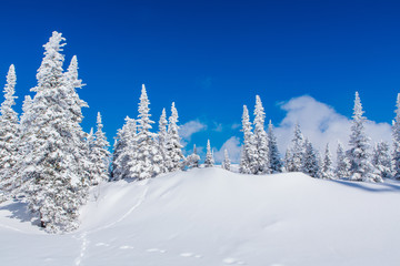 Fototapeta premium Beautiful winter landscape with snow covered trees and blue sky.