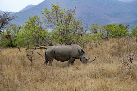 Rhino in Kruger National Park South Africa