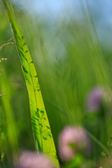 荒川堤防 456