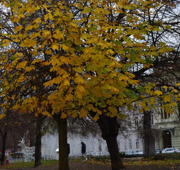yellow maple tree in winter