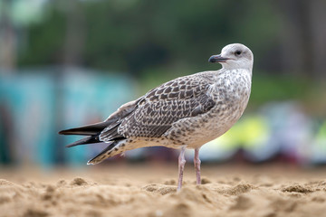 White and gray seagull bird on sand beach shore.