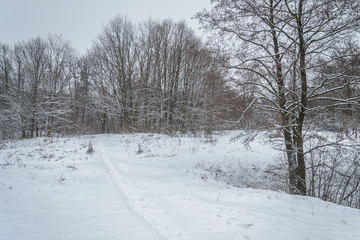 Obraz premium snowy road in winter forest