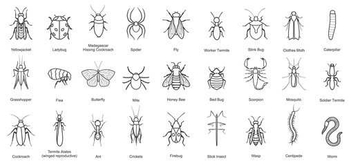 Bug of insect vector line set icon.Vector illustration insect beetle. Isolated line icon bug and fly beetle.