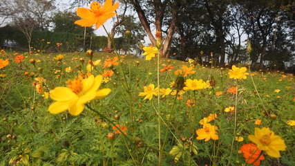 Beautiful yellow cosmos flowers blooming in flower field background in sunny day. © Motion Photography