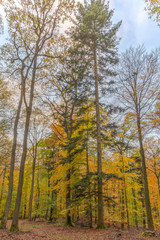 Fototapeta premium Herbstwald