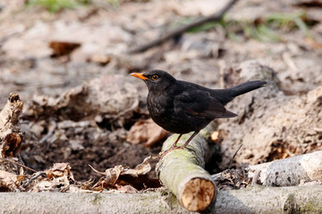 Common blackbird turdus merula young male standing on ground in forest in early spring. Cute dark songbird in wildlife.