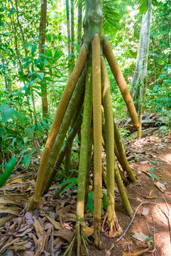 Roots of walking palm tree, Costa Rica, Central America
