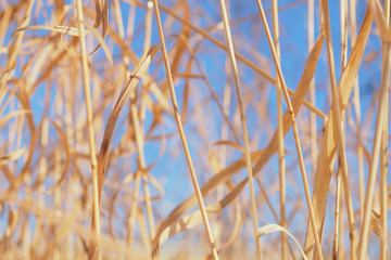 Fototapeta premium Yellow stalks of dried grass against a blue sky. Calm light natural background or wallpaper