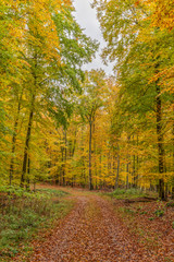 Herbstwald