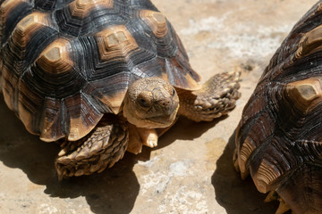 turtle animal of long life in wildlife