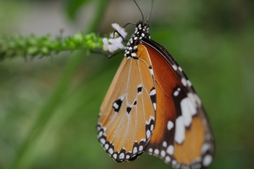 Obraz premium beautiful butterfly in blossom flower garden