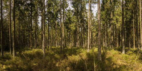 Fototapeta na wymiar Panorama of a mixed forest at summer sunny day