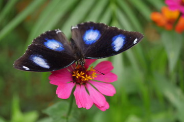beautiful black butterfly on pink flower in the morning