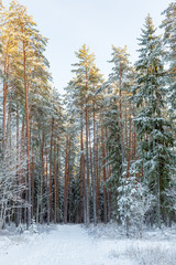 A wintery scene with snowy forest road and afternoon sun in top of the tress in December in Latvia