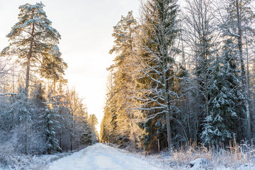 A wintery scene with snowy forest road and afternoon sun in December in Latvia