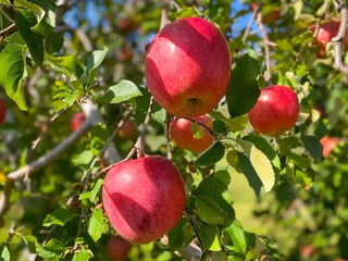Big apples growing on the apple trees