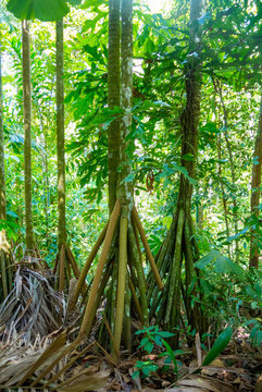 palm tree Costa Rica, Central America
