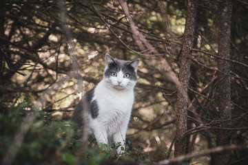 H&ouml;rbi in the wood