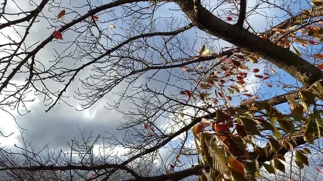 風に大きく揺れる紅葉 桜並木 桜 初冬 スロー フィックス B-roll 桜紅葉_v08_00493(IMG_4873_8_MOV)