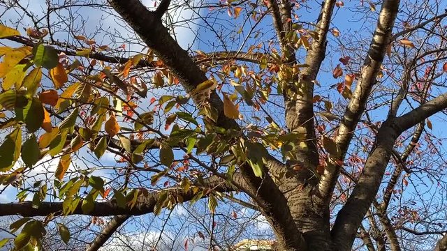 風に揺れる紅葉 桜並木 桜 初冬 スロー パンダウンして左にパン  B-roll 桜紅葉_v04_00489(IMG_4873_4_MOV)