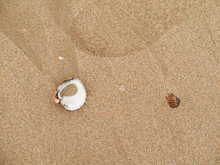 the shells in the sand