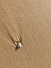 the shells in the sand