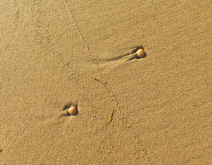 Fototapeta na wymiar the shells in the sand
