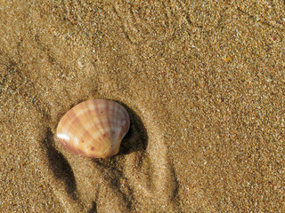 the shells in the sand