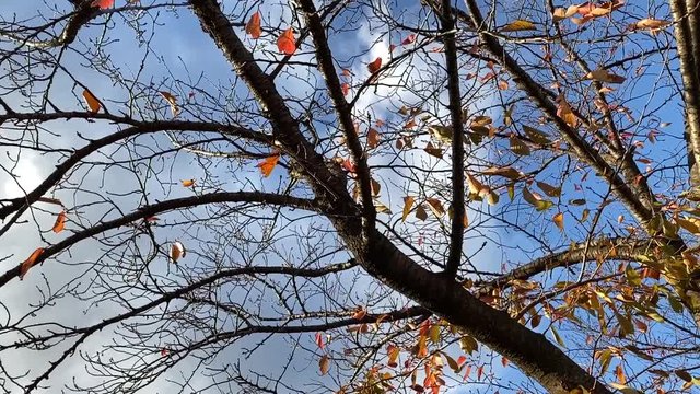 風に揺れる紅葉 桜並木 桜 初冬 スロー 右上にパン  B-roll 桜紅葉_v05_00490(IMG_4873_5_MOV)