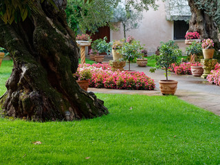 Montagnana, ITALY - August 26, 2019: Small green courtyard with olive and flowers.