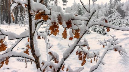 Winter. Snowy forest. Branches bend from a lot of snow. Beautiful winter landscape. Snowfall.