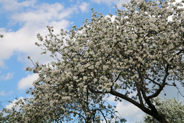 cherry tree in blossom