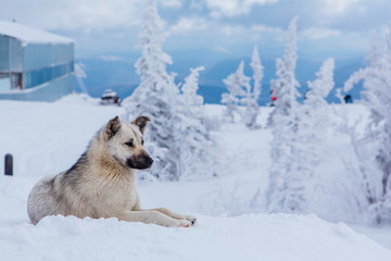 Lonely small grey dog in snowy forest