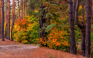 Forest. Beginning of autumn. The leaves began to turn yellow and blush, but still held on branches. Sunny day. A pleasant walk among the trees.