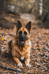 German Shepherd Dog Portrait in Autumnal Park. Bokeh Blurred Background