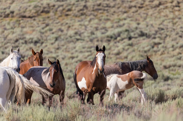 Obraz premium Wild horses in Sand Wash Basin Colorado in Summer