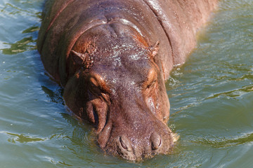 hippopotamus is walking in the water.