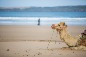 Essaouira, Maroc