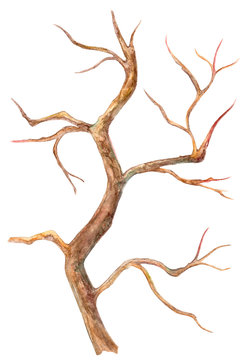 Dry bare tree. watercolor painting
