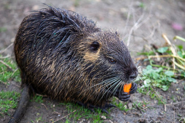 Nutria eating a carrot