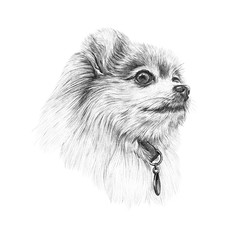 Black and White Drawing of Pomeranian Spitz dog. Illustration of a handsome puppy. Cute Spitz. Small Lap Dog Breeds. Pencil, ink hand drawn realistic portrait. Animal collection: Dogs. Design template