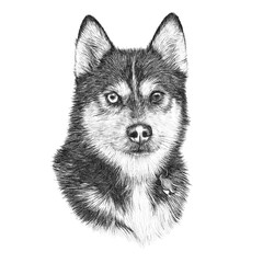 Vintage style sketch of Siberian husky Dog isolated on white background. Realistic black and white drawing of a Cute puppy. Animal collection: Dogs. Hand Painted Illustration of Pets. Design template