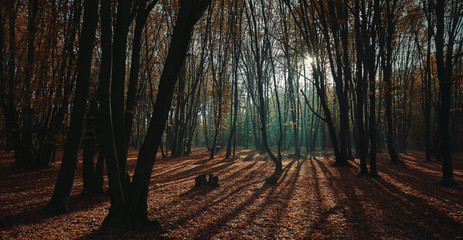 morning autumn forest with sunrise light beams