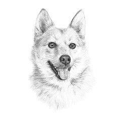 Naklejka premium Head of Handsome dog isolated on white background. Cute puppy. Realistic Hand drawing of a puppy. Animal art collection: Small Dog Breed. Good for print T-shirt, banner, pillow. Design template