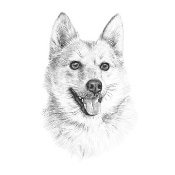 Head of Handsome dog isolated on white background. Cute puppy. Realistic Hand drawing of a puppy. Animal art collection: Small Dog Breed. Good for print T-shirt, banner, pillow. Design template