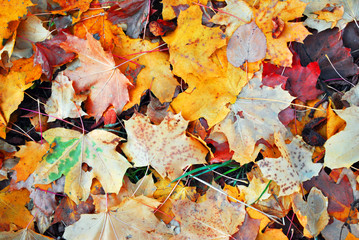 Colorful autumn maple leaves on the ground, top view, natural organic background